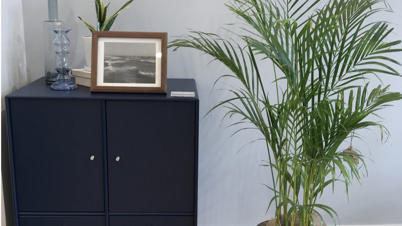 アレカヤシの育て方 年間管理表 植え替え方法など