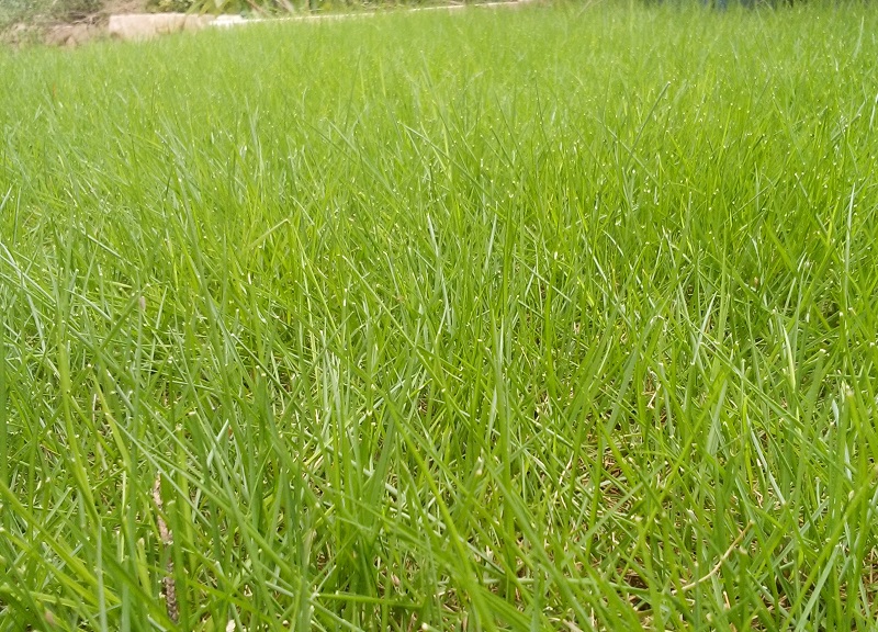 コウライシバ 高麗芝 の育て方
