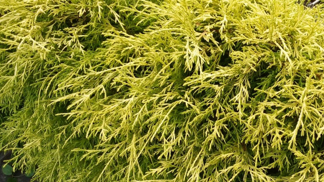 コニファー フィリフェラオーレア の育て方