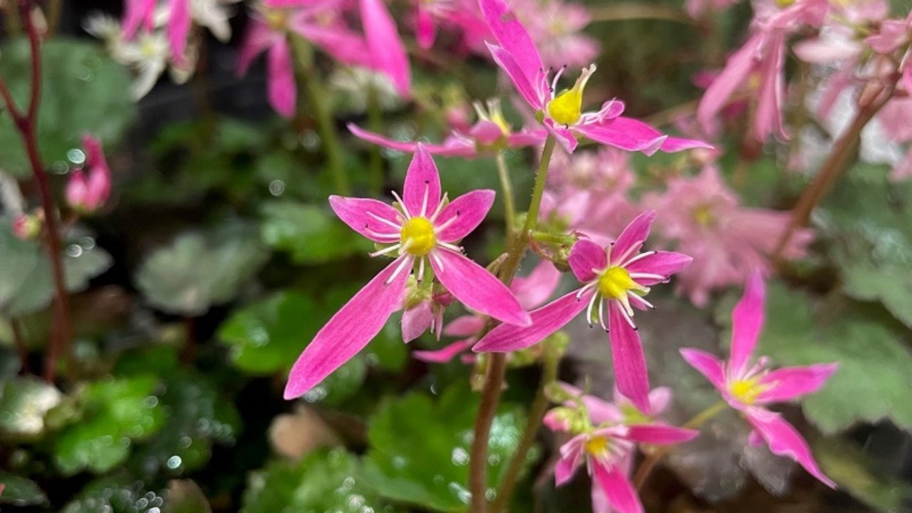 ダイモンジソウ 大文字草 の育て方