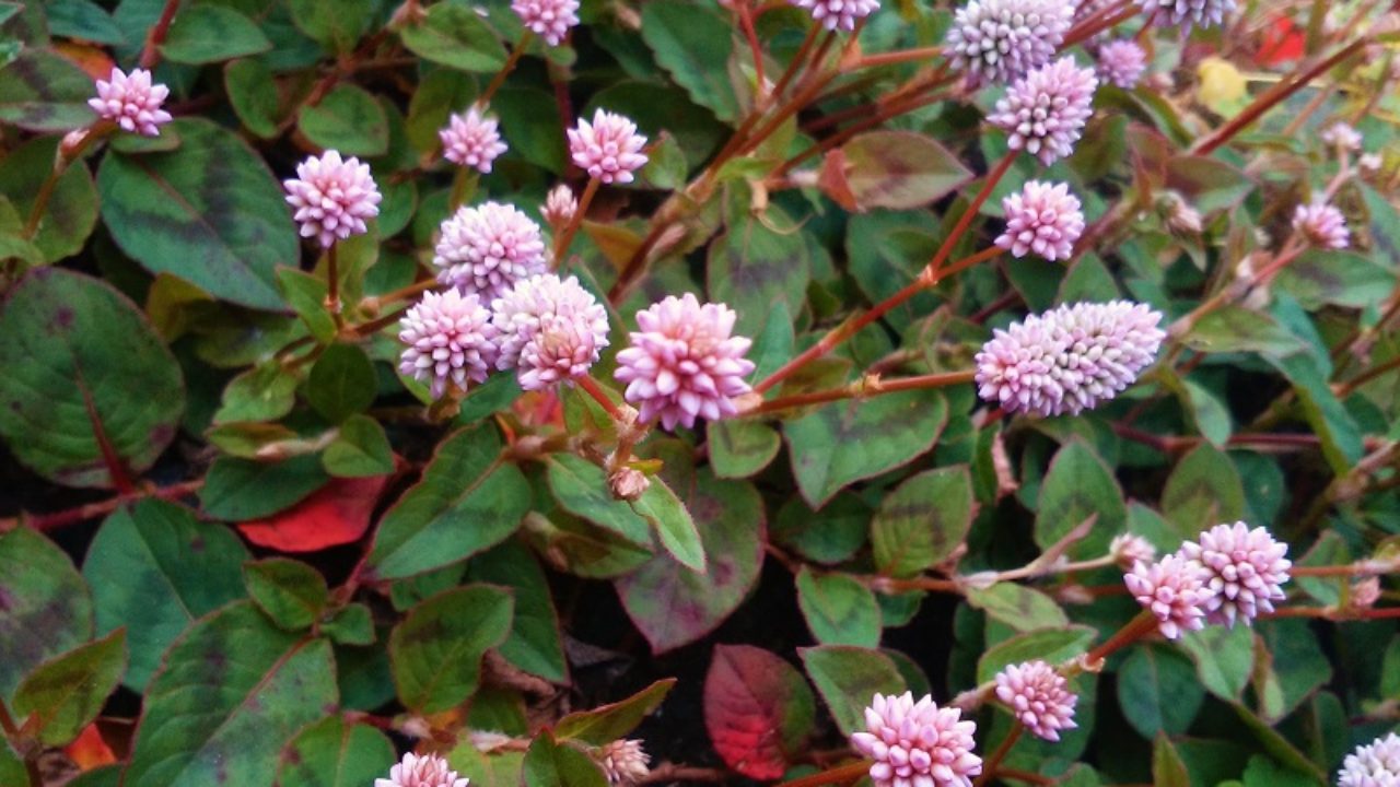 ヒメツルソバ ポリゴナムの育て方 ヒメツルソバ ポリゴナムの育て方