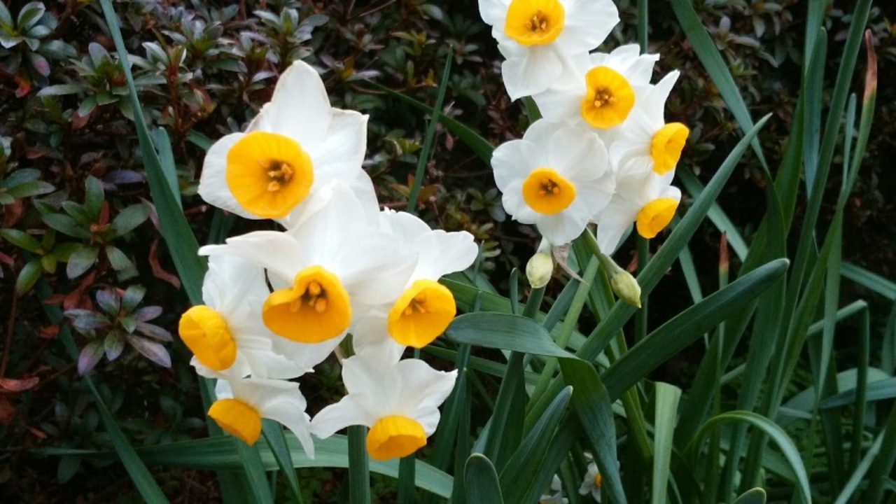 スイセン（水仙）属の育て方