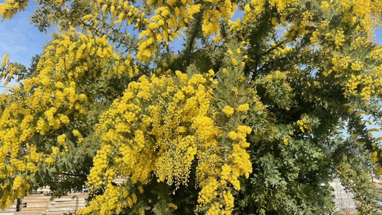 ミモザ アカシアの仲間 の育て方