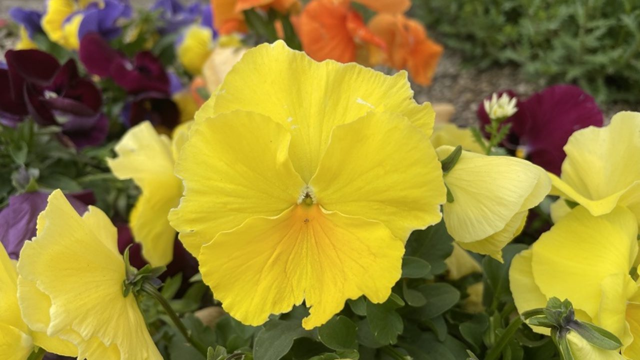 パンジーの育て方