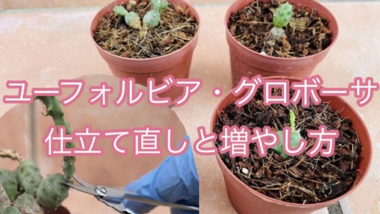 ユーフォルビア グロボーサの増やし方 仕立て直し ユーフォルビア グロボーサの増やし方 仕立て直し
