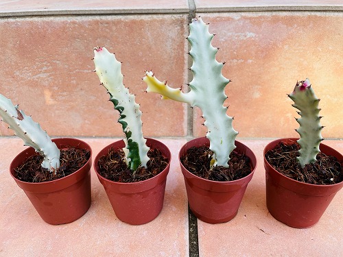 ユーフォルビア ラクテア ホワイトゴースト の増やし方