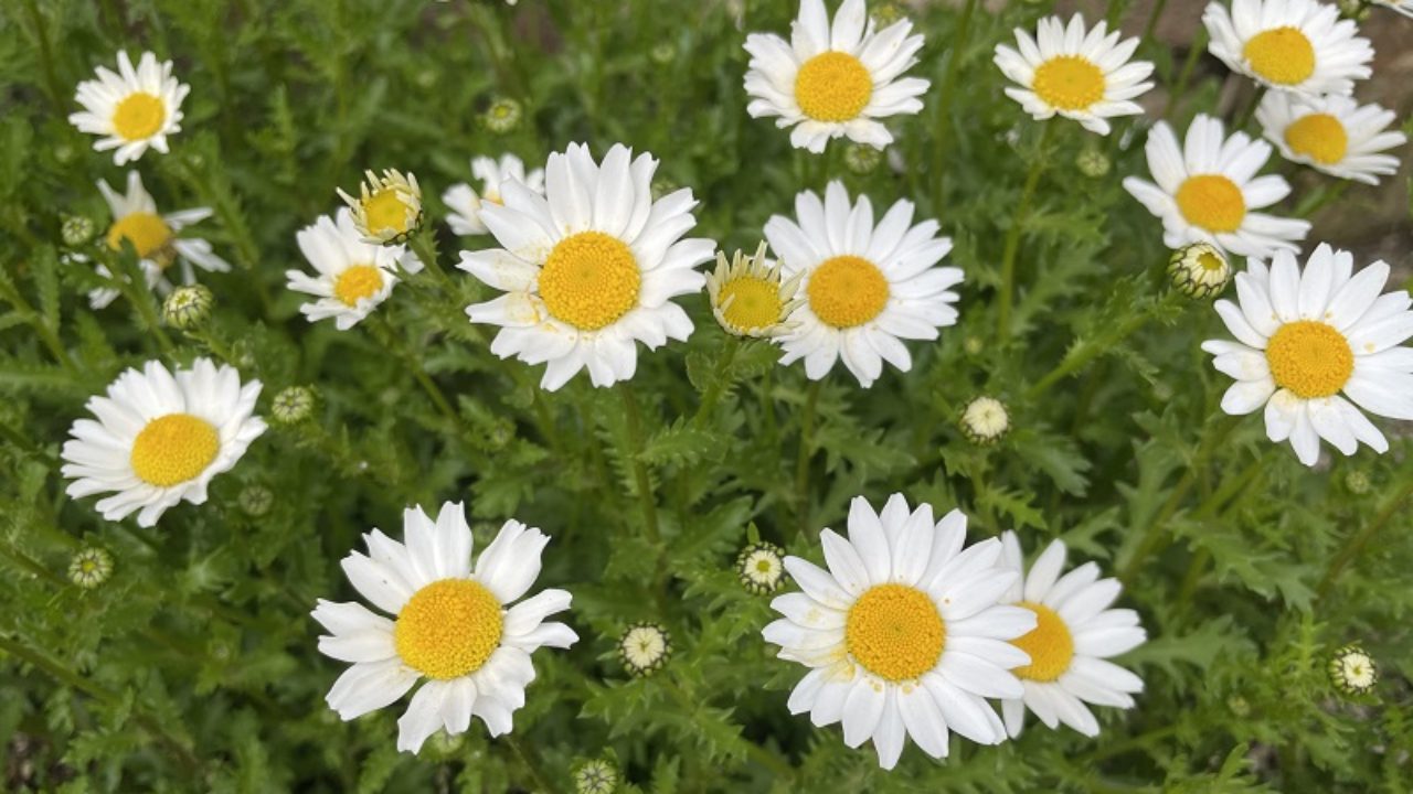 ノースポール レウカンセマム パルドスムの育て方 ノースポール レウカンセマム パルドスムの育て方