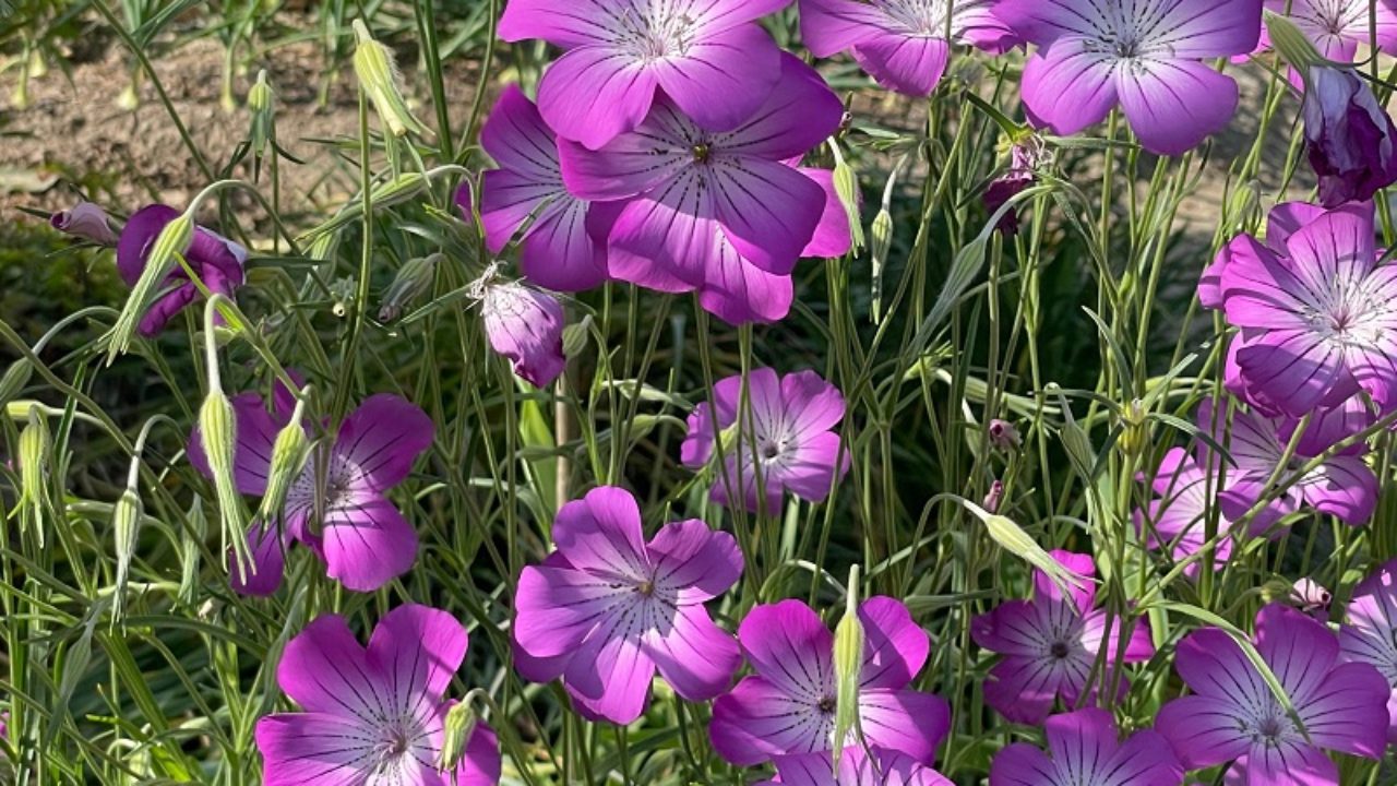 アグロステンマ ムギセンノウ 麦仙翁 の育て方