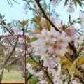 サクラ ソメイヨシノ 染井吉野 の育て方