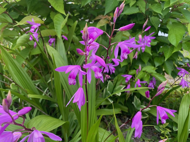 シラン 紫蘭 の育て方