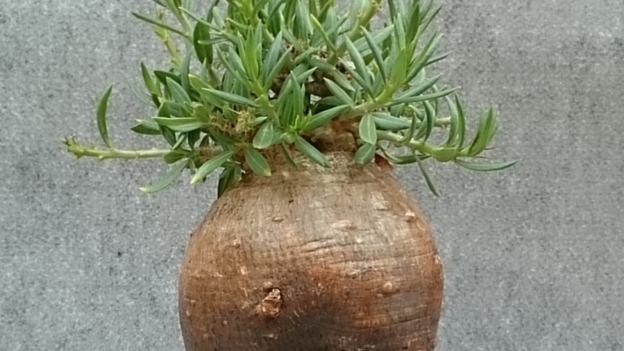 パキポディウム・ビスピノーサム（Pachypodium bispinosum）の育て方