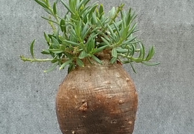 パキポディウム ビスピノーサム Pachypodium Bispinosum の育て方