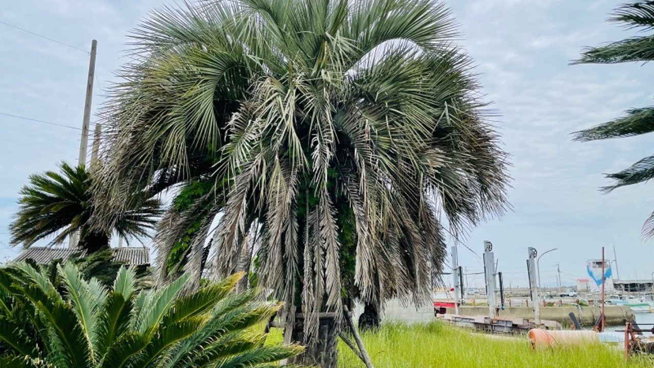 ココスヤシ ヤタイヤシ 属 の育て方