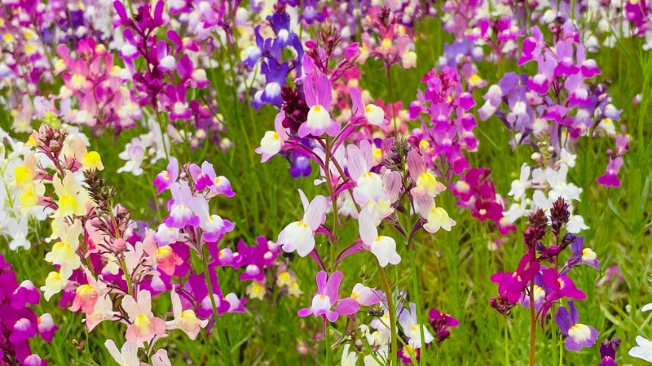 リナリア／ヒメキンギョソウ（姫金魚草）の育て方