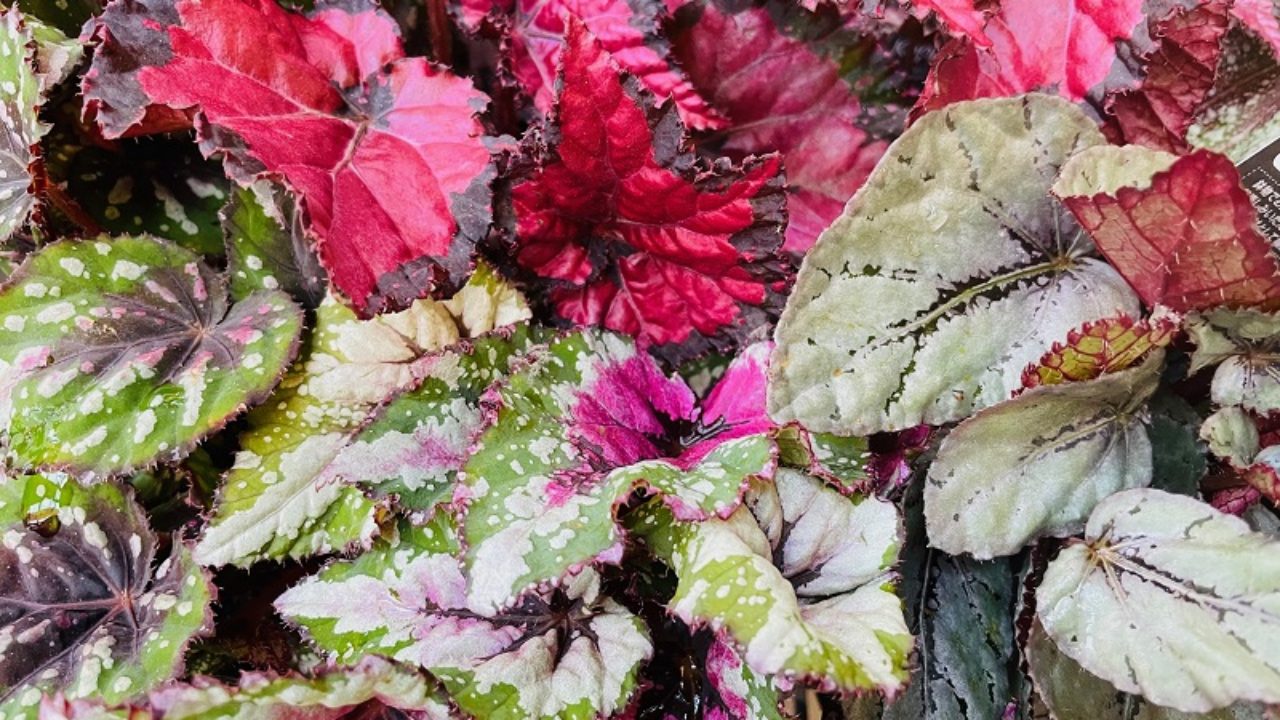 レックスベゴニアの育て方