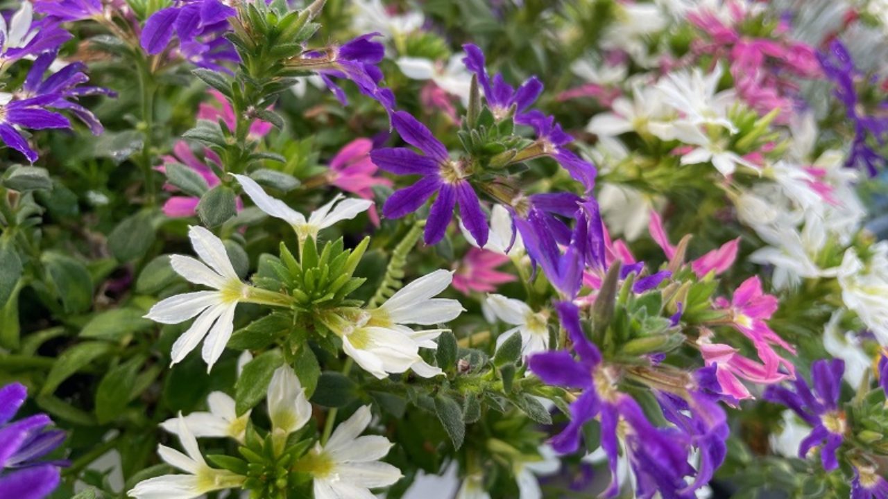 スカエボラ ブルーファンフラワー の育て方