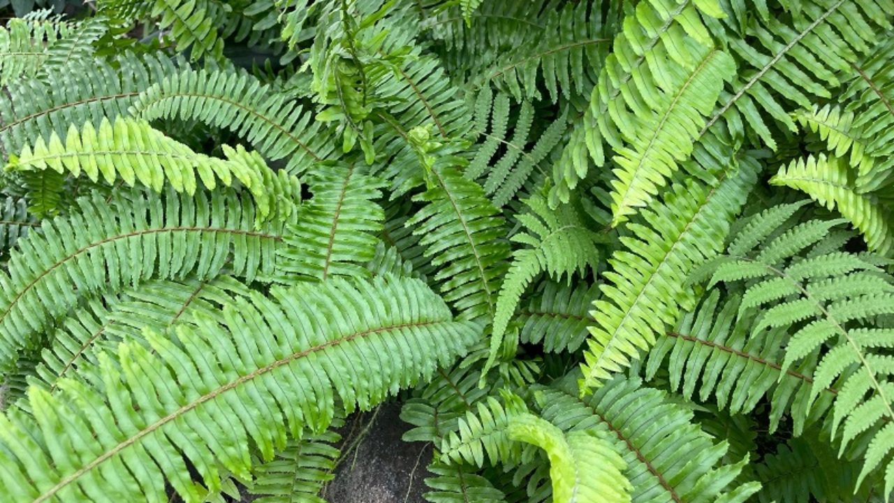 ネフロレピス タマシダの仲間 の育て方