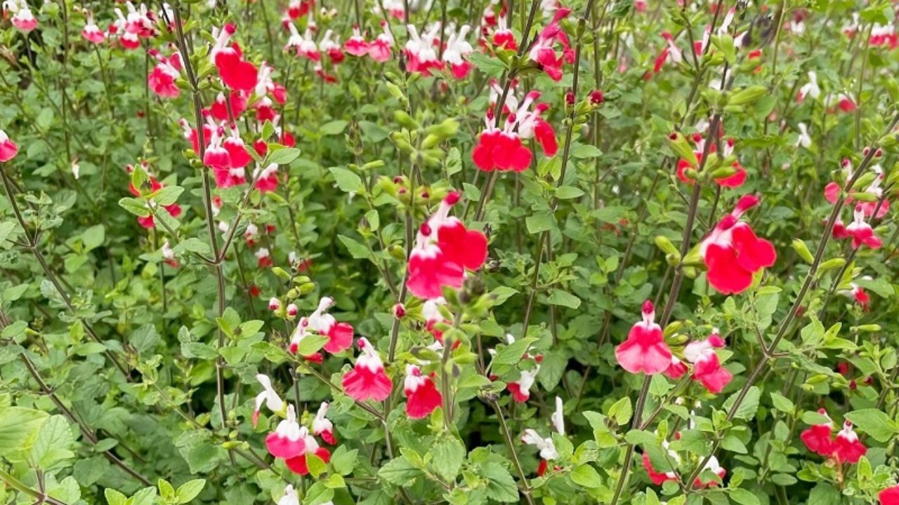 チェリーセージ ホットリップス の育て方