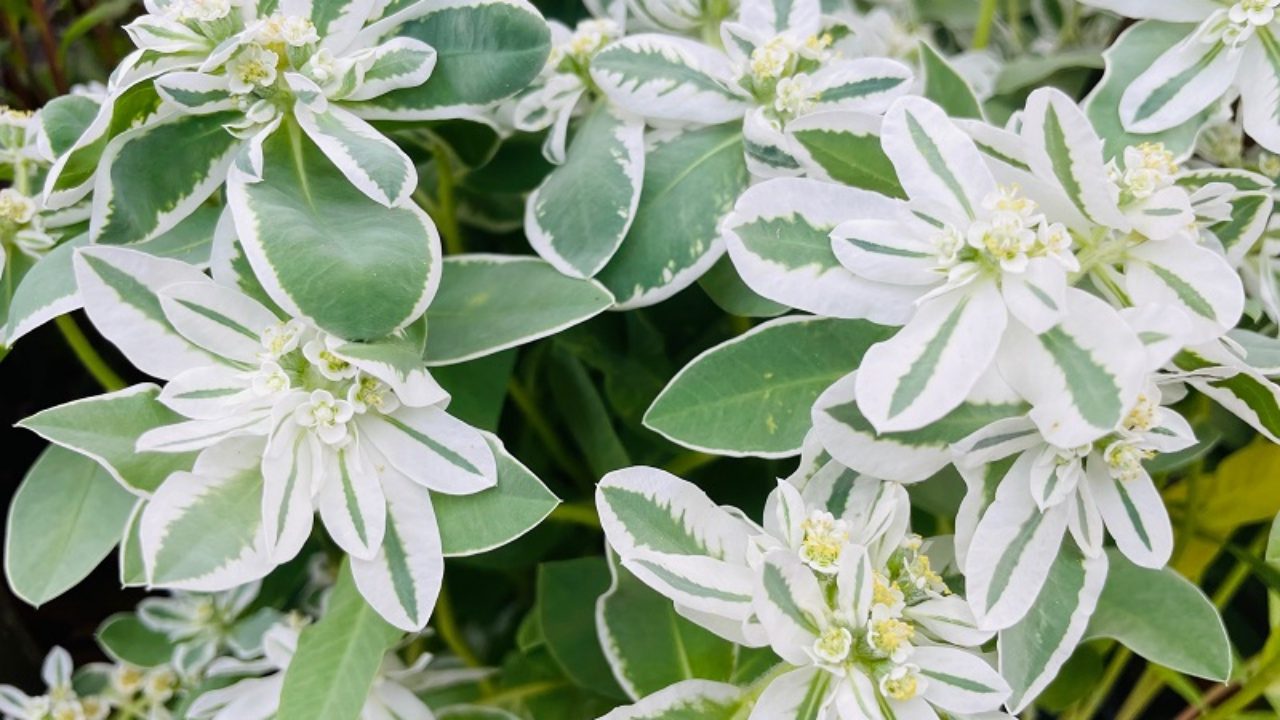 ハツユキソウ 初雪草 の育て方