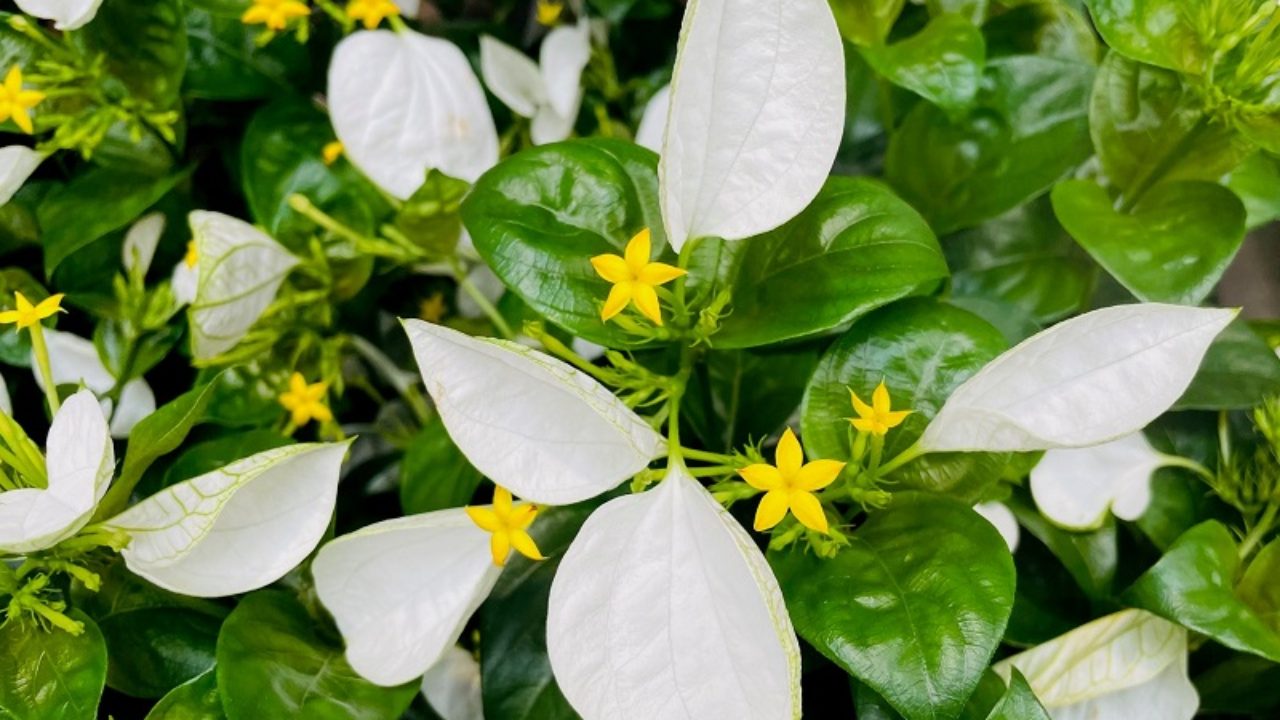 ハンカチの木　苗　花木 植物　コンロンカ　崑崙花 コンロンカ（崑崙花）／ハンカチノハナ（ハンカチの花）の育て方
