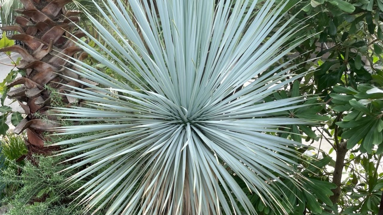 ユッカ・ロストラータ（Yucca rostrata）の育て方
