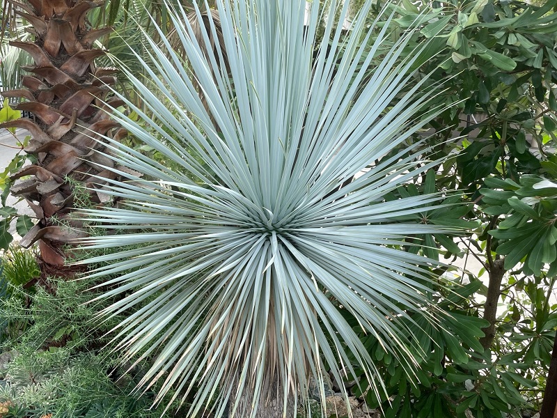 ユッカ・ロストラータ（Yucca rostrata）の育て方
