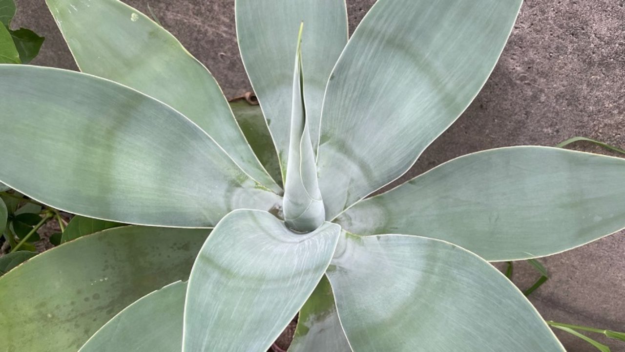 アガベ・アテナータ（Agave attenuata）の育て方