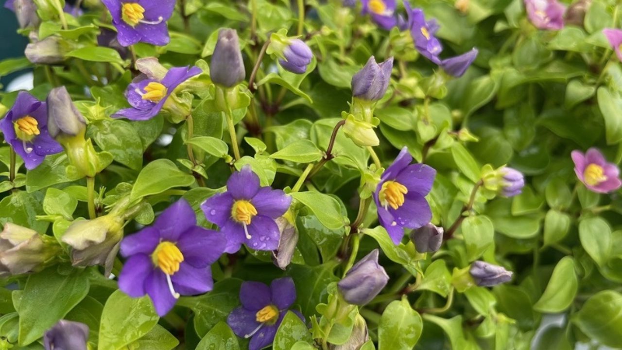 エキザカム ベニヒメリンドウ 紅姫竜胆 の育て方