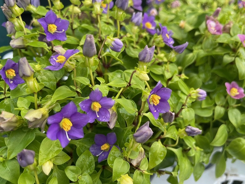 エキザカム ベニヒメリンドウ 紅姫竜胆 の育て方