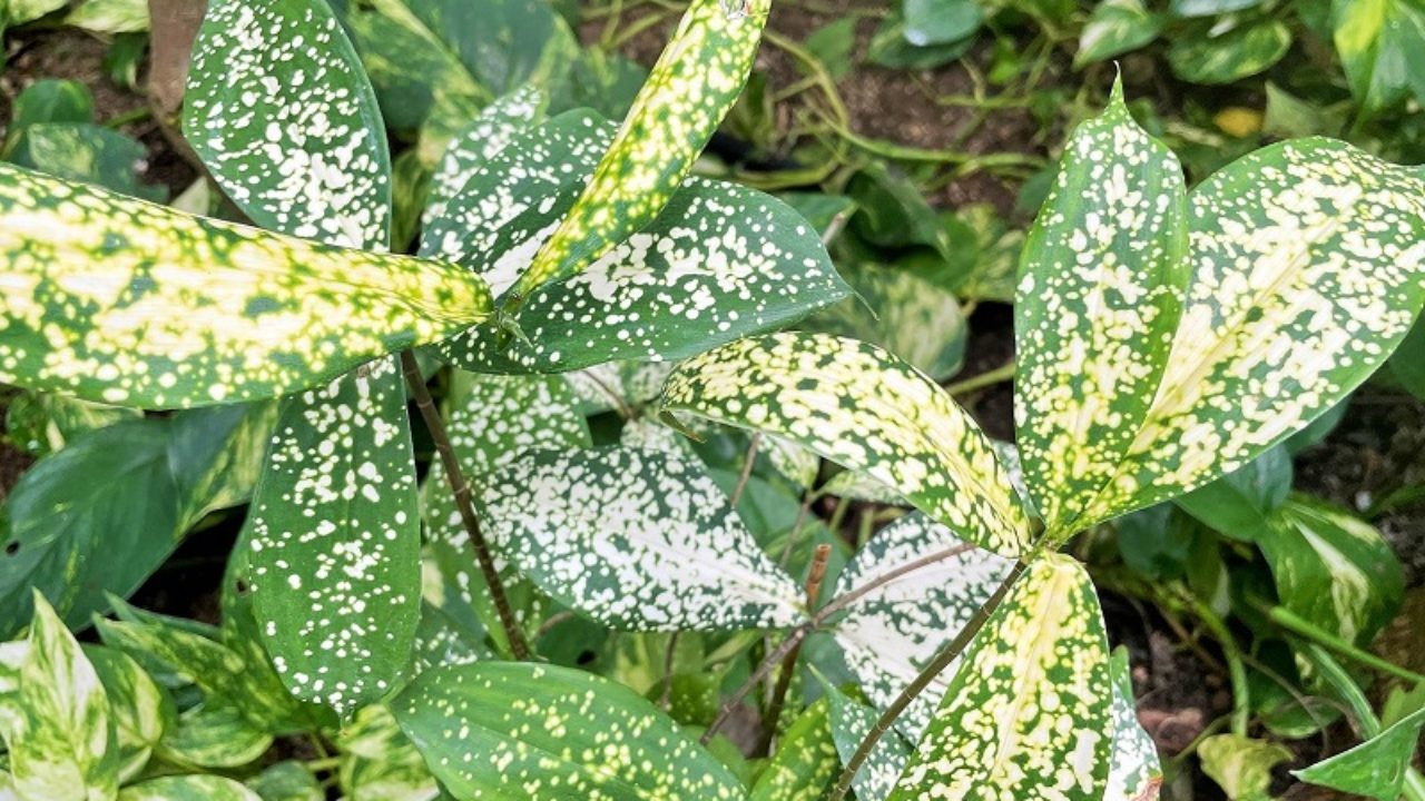 ゴッドセフィアナ ドラセナ スルクロサ の育て方