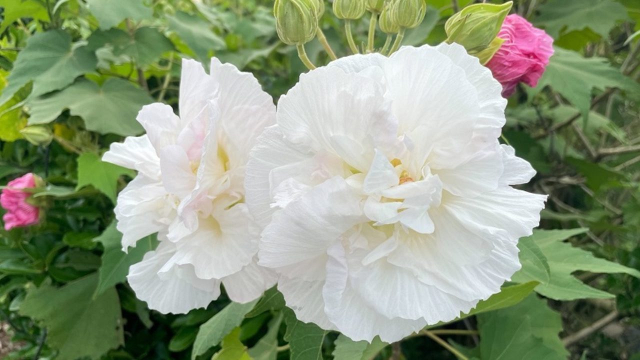 スイフヨウ 酔芙蓉 の育て方