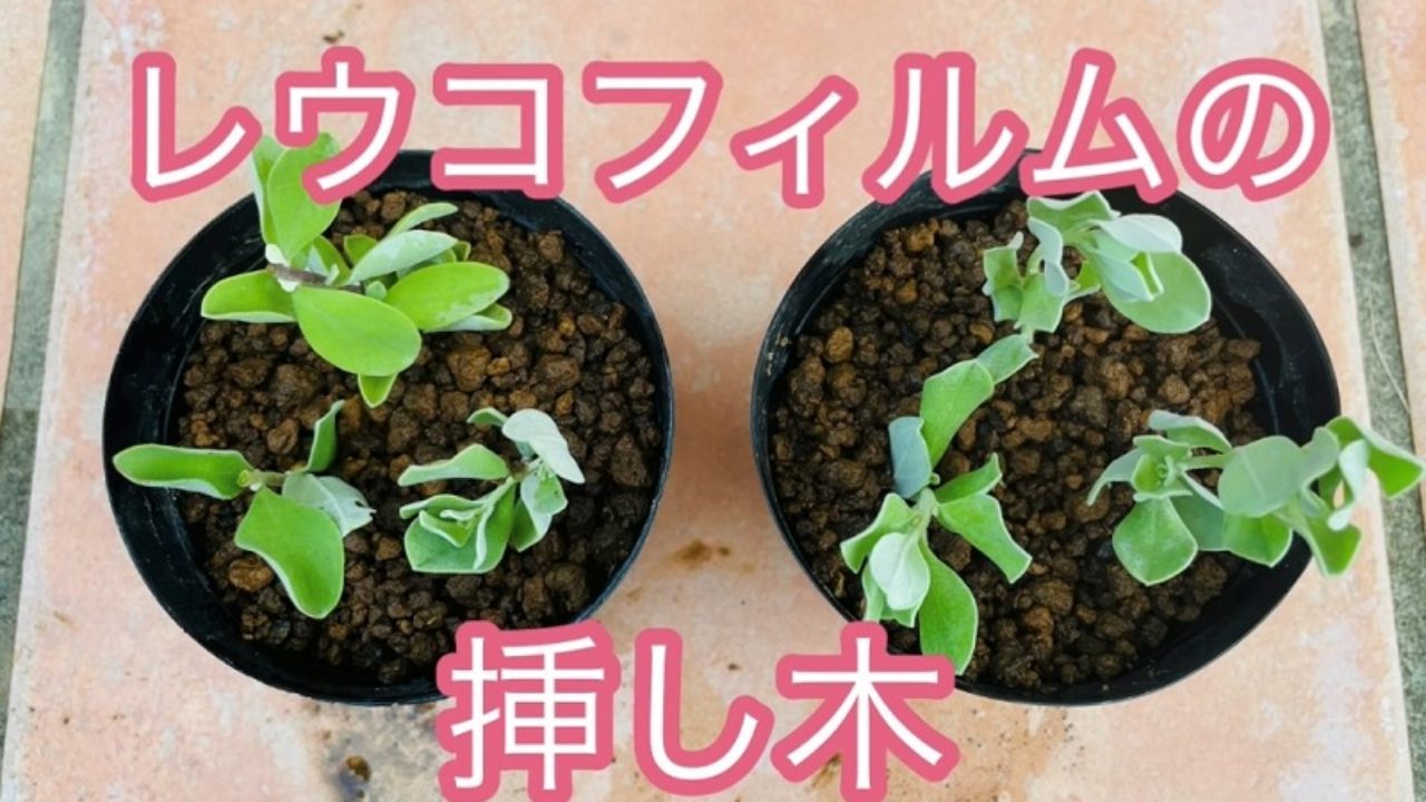 レウコフィルムの挿し木