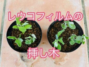 レウコフィルム レウコフィルム フルテスケンス の育て方