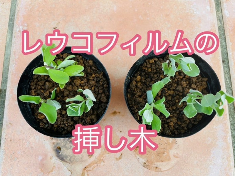 レウコフィルムの挿し木 レウコフィルムの挿し木