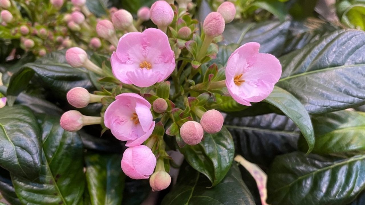 ルクリア／アッサムニオイザクラ（アッサム匂い桜）の育て方