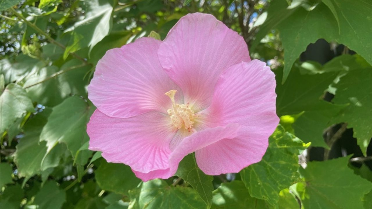 フヨウ（芙蓉）の育て方