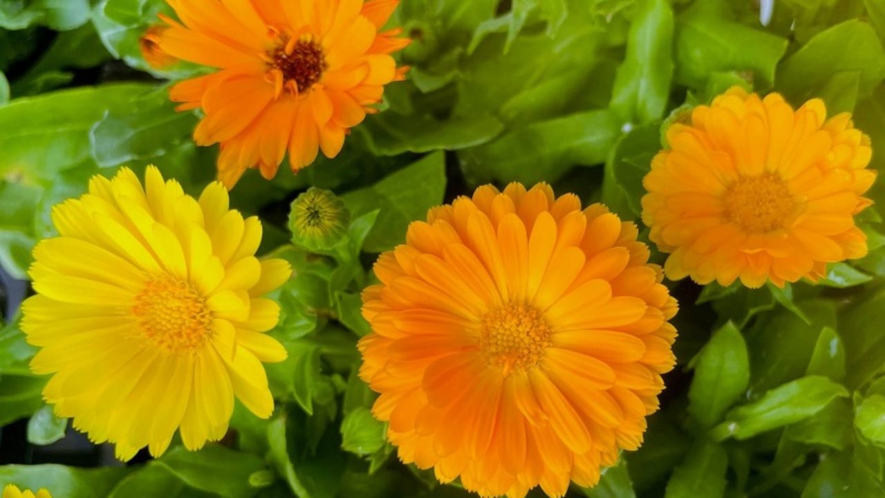 キンセンカ 金盞花 カレンデュラの育て方