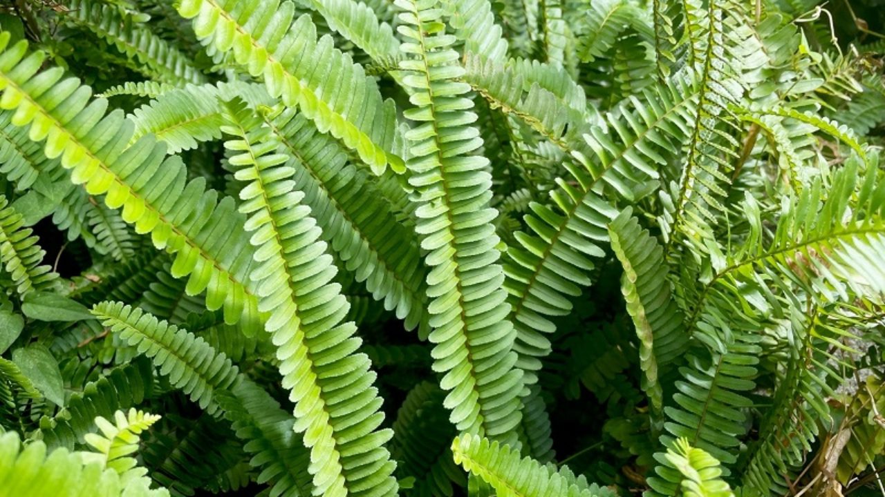 タマシダ 玉羊歯 の育て方