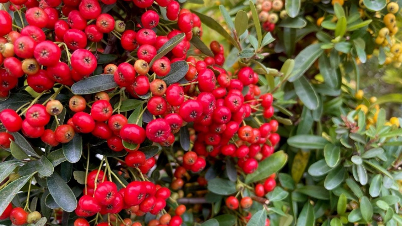 ピラカンサ（ピラカンサス）の育て方