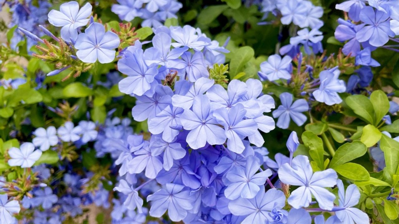 ルリマツリ ブルペンバコ 【公式通販】