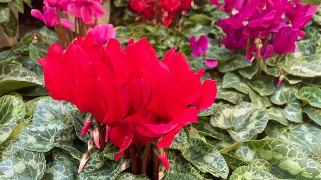 シクラメン 鉢花 の育て方 シクラメン 鉢花 の育て方