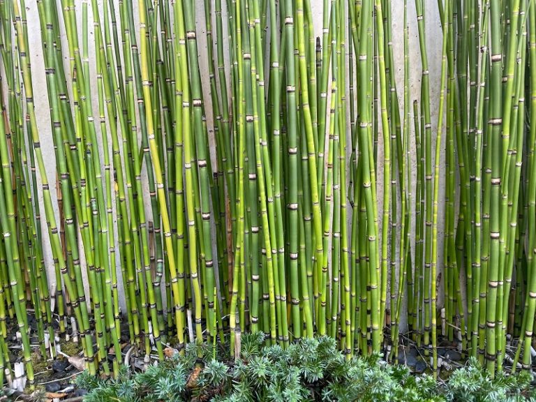 トクサ(砥草・木賊)の育て方