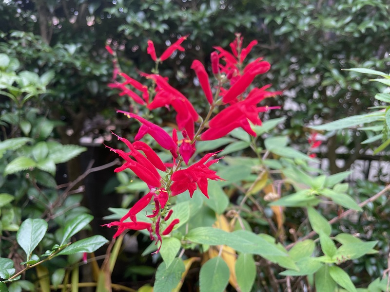 パイナップルセージ サルビア エレガンス の育て方