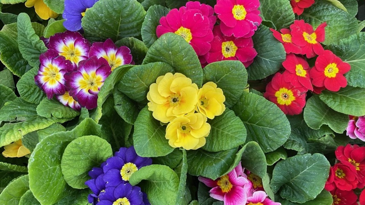 専用 プリムラジュリアン寄植え他6種 クレイフラワー 専用 プリムラ