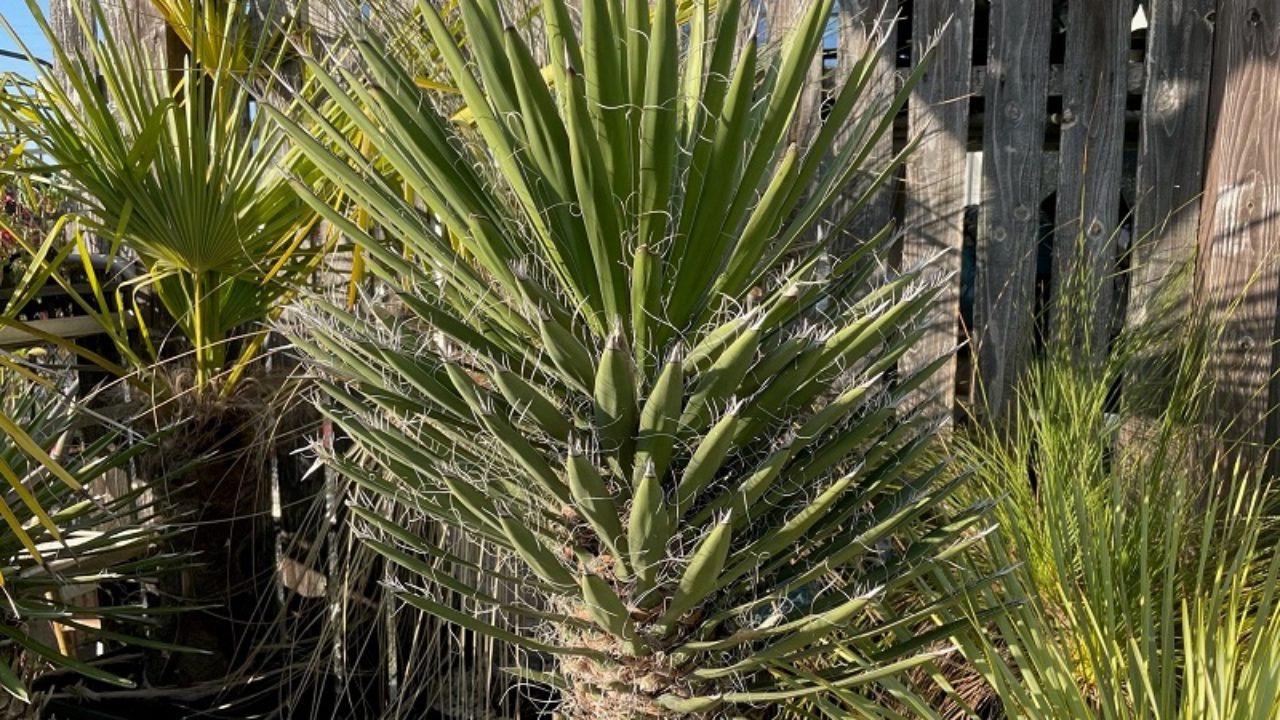 ユッカ・フィリフェラ（Yucca filifera）の育て方