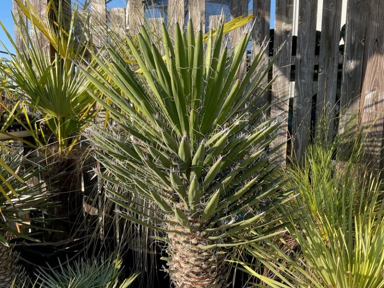 ユッカ・フィリフェラ（Yucca filifera）の育て方