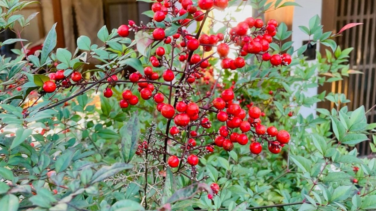 ナンテン 南天 の育て方