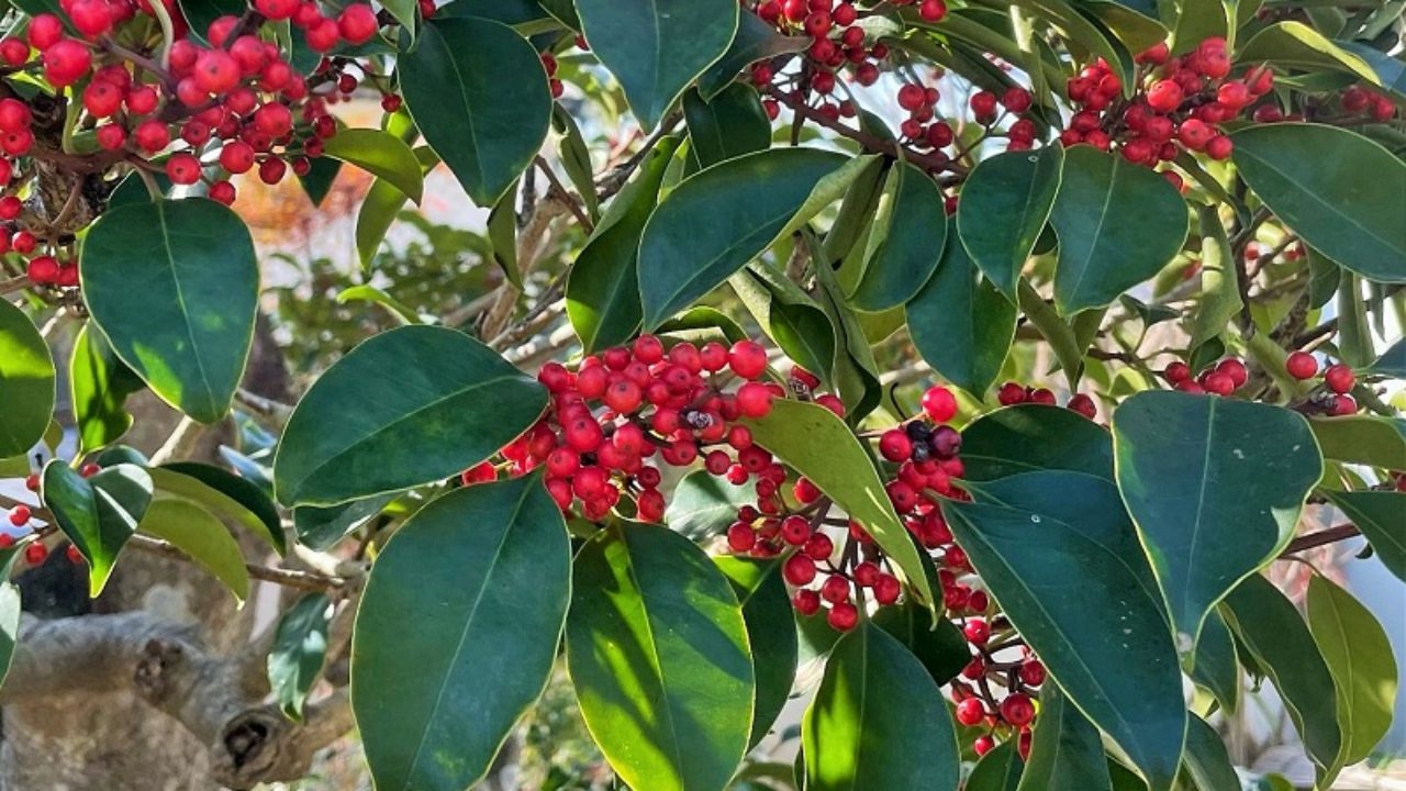 モチノキ モチノキ（黐の木）の育て方