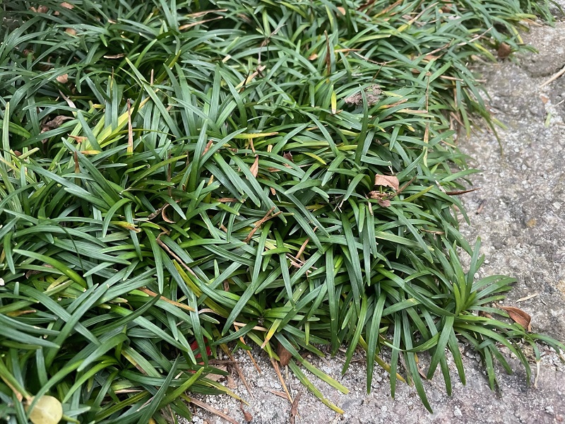 ジャノヒゲ 玉竜 リュウノヒゲ 玉竜 の育て方