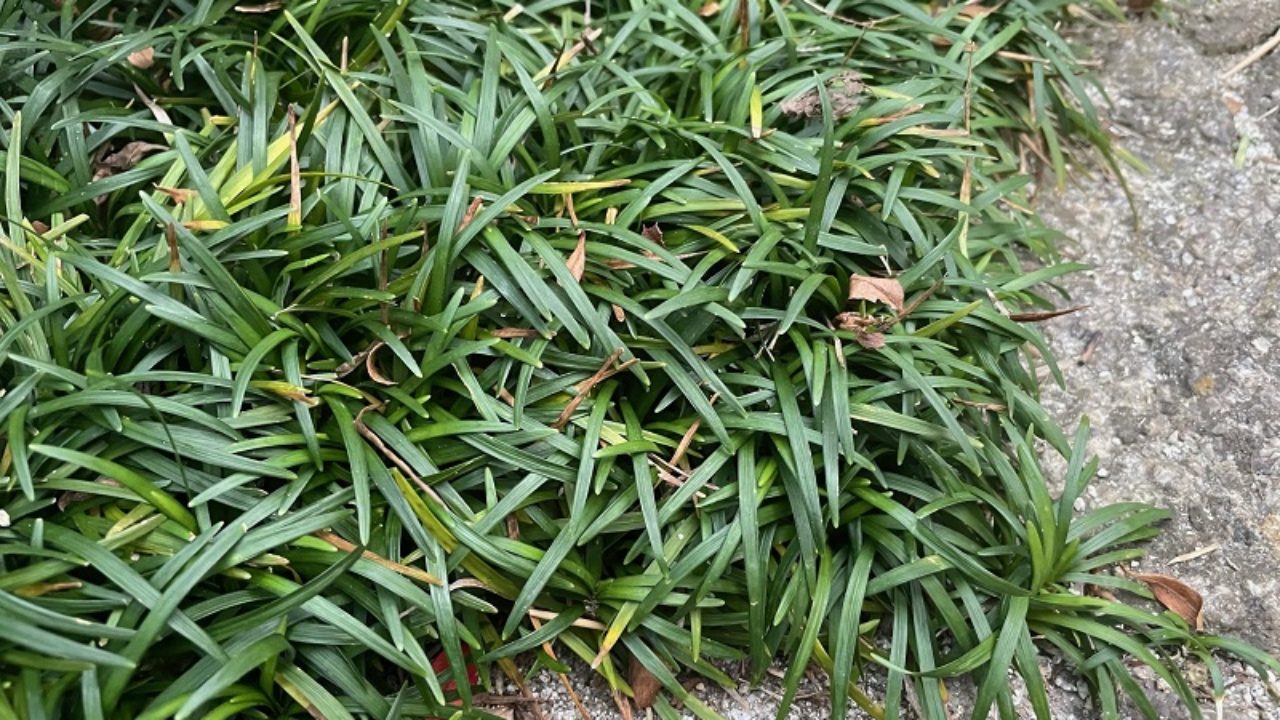 ジャノヒゲ '玉竜'（ リュウノヒゲ '玉竜'）の育て方